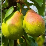 Zašto listovi kruške požute u maju